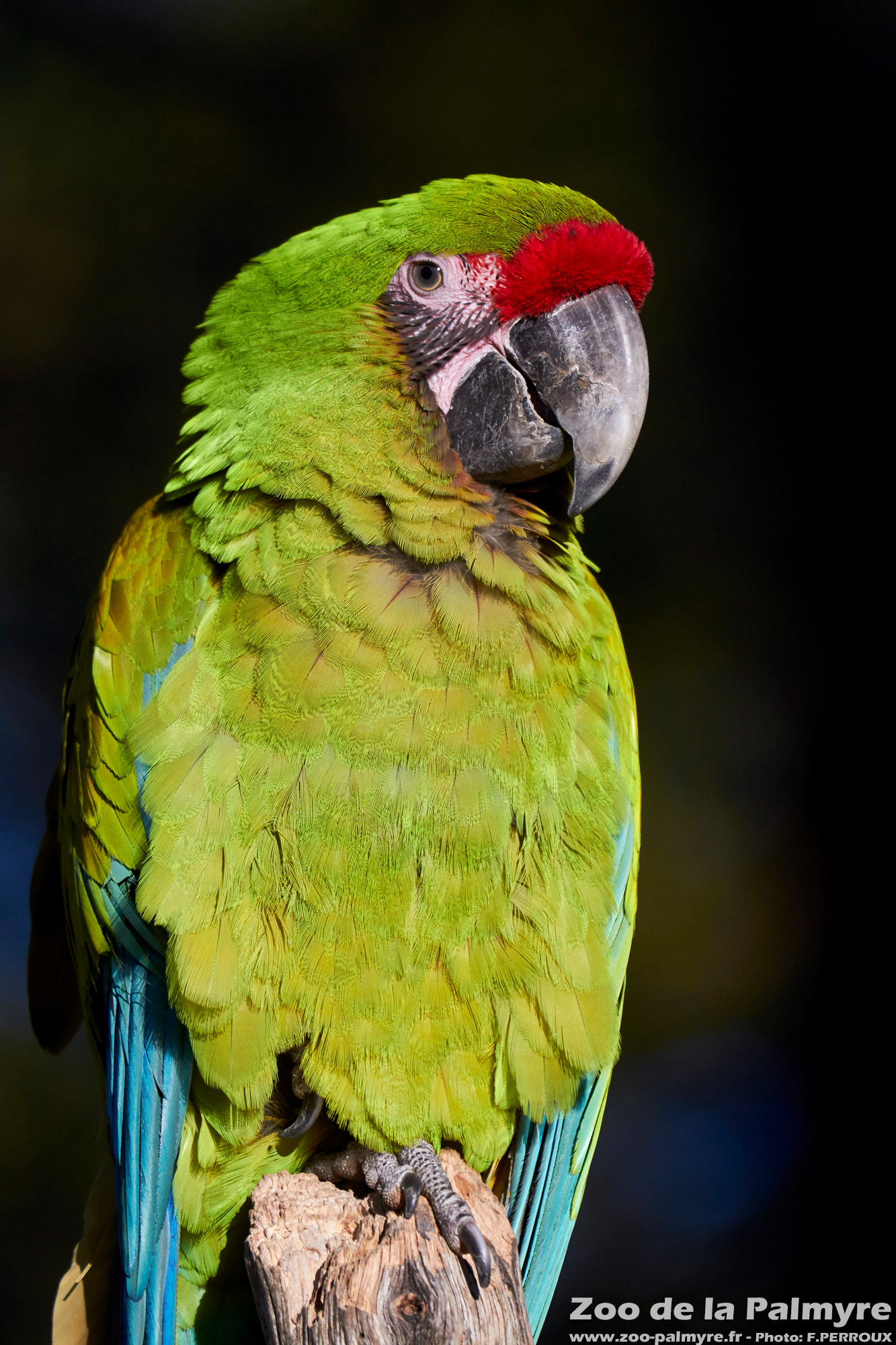 Zoo De La Palmyre Venez D couvrir Le Ara De Buffon