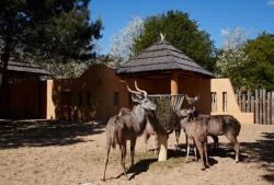 Les grands koudous au zoo de la palmyre