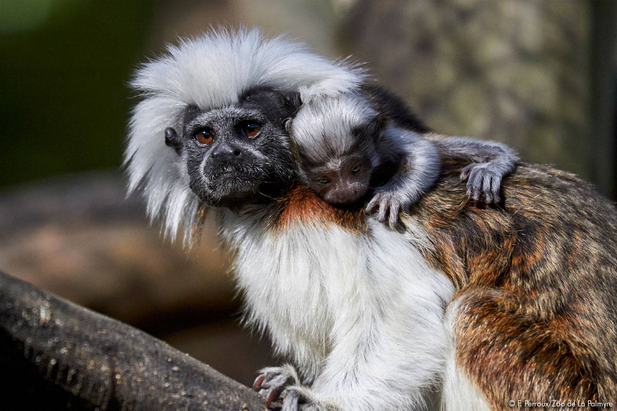 Tamarin pinché au Zoo de la Palmyre
