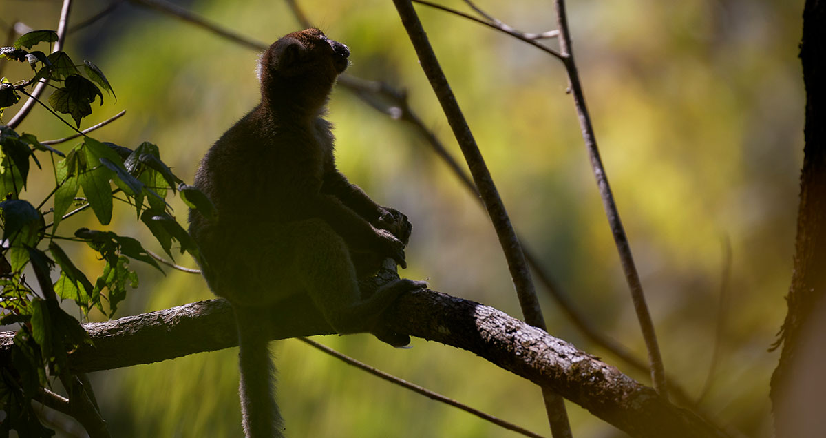 Grand hapalémur à Madagascar sur le programme Helpsimus
