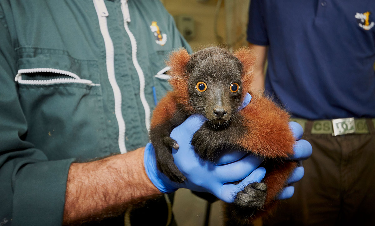 Sexage de lemur à ventre roux au zoo de la palmyre