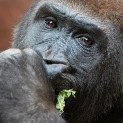 Gorille du Zoo de La Palmyre, parc animalier prés de Royan