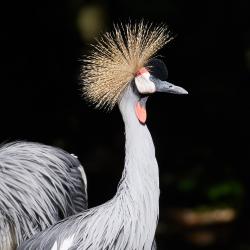 Grue couronnée au Zoo de la Palmyre