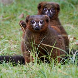 Lémur à ventre roux au Zoo de la Palmyre