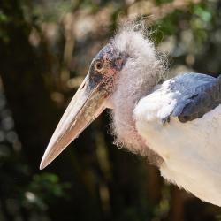 Marabout au Zoo de la Palmyre