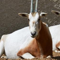 Oryx algazelle au Zoo de la Palmyre