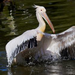 Pélican blanc au Zoo de la Palmyre