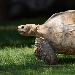 Tortue à éperon au zoo de la palmyre