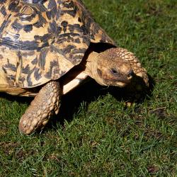 Tortue Léopard au Zoo de la Palmyre