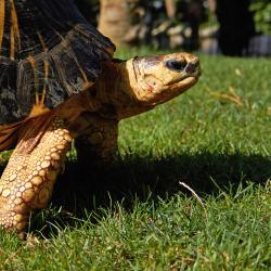 Tortue Rayonnée au Zoo de la Palmyre