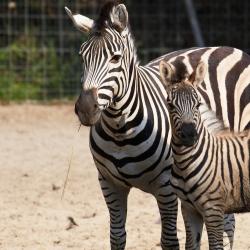 Zèbre des plaines au zoo de la palmyre