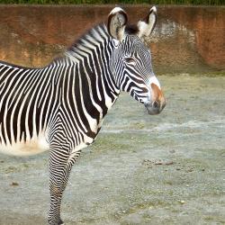 Zèbre de Grevy au Zoo de la Palmyre