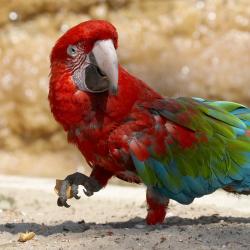 Ara chloroptère au Zoo de la Palmyre