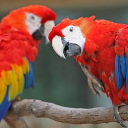 Ara Macao au Zoo de la Palmyre