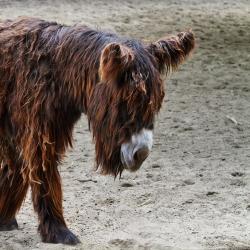 Baudet du Poitou au Zoo de la Palmyre