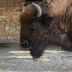 Bison d'Amérique au Zoo de la Palmyre