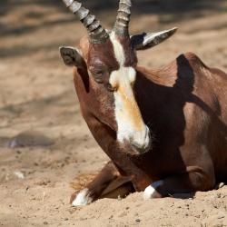 Blesbok au Zoo de La Palmyre