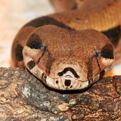 Boa constrictor au zoo de la Palmyre