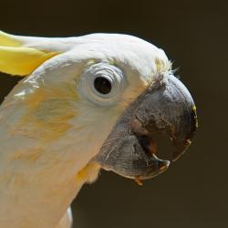 Cacatoes à huppe jaune au Zoo de La Palmyre