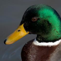 Canard Col vert au Zoo de la Palmyre