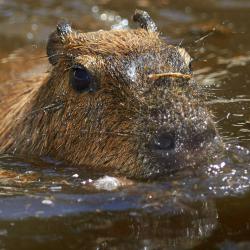 Capybara au Zoo de la Palmyre