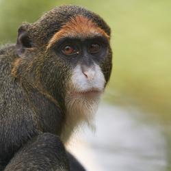 Cercopithèque de Brazza au Zoo de la Palmyre