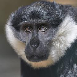 Cercopithèque de l'Hoest au Zoo de la Palmyre