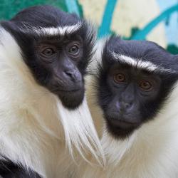 Cercopithèque de Roloway au Zoo de la Palmyre