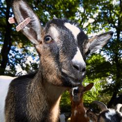 Chêvre naine au Zoo de la Palmyre