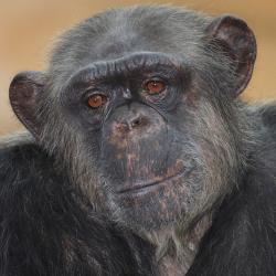 Chimpanzé au Zoo de la Palmyre