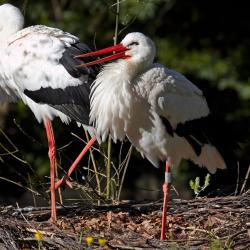 Cigogne blanche au Zoo de la Palmyre