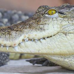 Crocodile du Nil au zoo de la palmyre