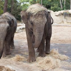 Eléphant d'Asie au Zoo de la Palmyre