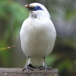 Etourneau de Bali au Zoo de la Palmyre