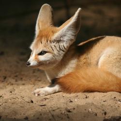 Fennec au Zoo de la Palmyre