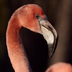 Flamand de Cuba au Zoo de la Palmyre