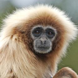 Gibbon à main blanche au zoo de la Palmyre