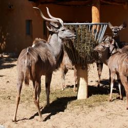 Grand koudou au zoo de la Palmyre