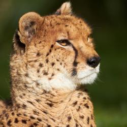 Guépard au zoo de la Palmyre