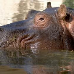 Hippopotame au Zoo de La Palmyre