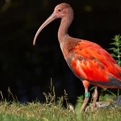 Ibis rouge au zoo de la palmyre