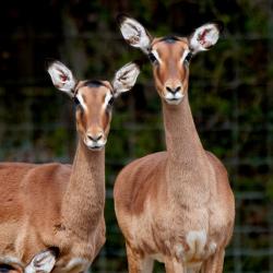 Impala au zoo de la palmyre