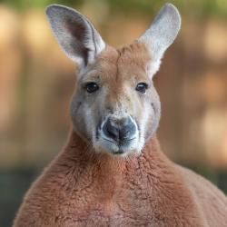 Kangourou roux au zoo de la palmyre