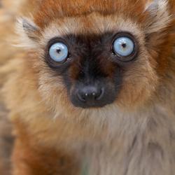 Lémur aux yeux turquoise au zoo de la palmyre