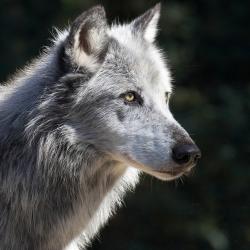 Loup de MacKenzie au zoo de la palmyre