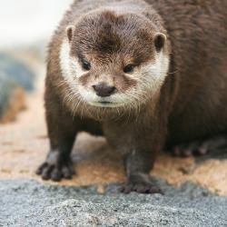 Loutre cendrée au zoo de la palmyre