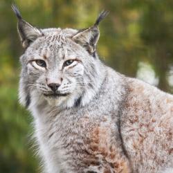 Lynx au zoo de la Palmyre
