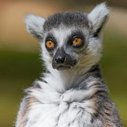 Lémurien maki catta au zoo de la palmyre