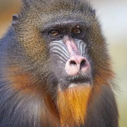 Mandrill au zoo de la palmyre