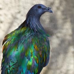 Pigeon Nicobar au zoo de la Palmyre